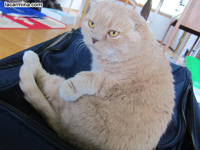 CELEBRITY CAT BASIL FARROW, SCOTTISH FOLD KITTENS NOT FOR SALE, SCOTTISH FOLD RESCUE. OVERWEIGHT FAT CAT, HEALTHY WEIGHT FOR PET MALE CATS, LONG-HAIRED BREEDS OF PUREBRED CATS. SCOTTISH FOLD KITTEN, WHERE TO BUY PUREBRED SCOTTISH FOLDS BABIES FROM BREEDERS. ROUND YELLOW CAT BASIL FARROW, FUNNY CUTE CAT PHOTOS. SILLY PET PHOTOS, SCOTTISH FOLD LOLCAT. BABY FACE KITTY. ADORABLE cutest scottish fold kittens and cats, スコティッシュフォールド, 猫
