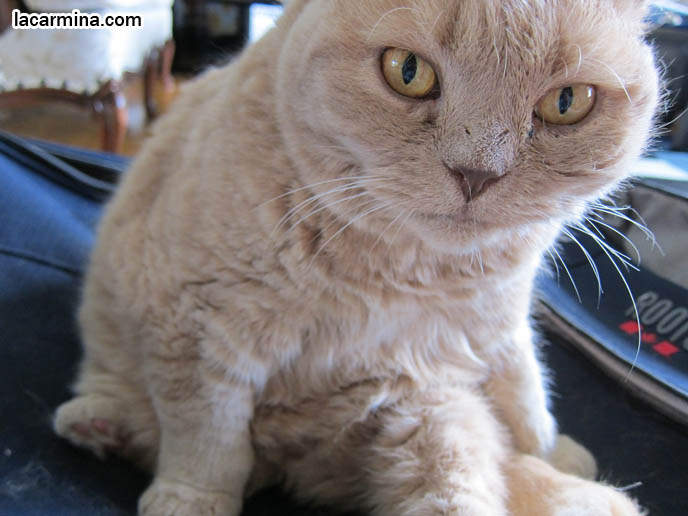 CUTE TEDDY BEAR CAT, CLOSE-UP PHOTO OF SCOTTISH FOLD CAT LICKING FACE, CLEANING BODY. CELEBRITY CAT BASIL FARROW, SCOTTISH FOLD KITTENS NOT FOR SALE, SCOTTISH FOLD RESCUE. OVERWEIGHT FAT CAT, HEALTHY WEIGHT FOR PET MALE CATS, LONG-HAIRED BREEDS OF PUREBRED CATS. SCOTTISH FOLD KITTEN, WHERE TO BUY PUREBRED SCOTTISH FOLDS BABIES FROM BREEDERS. ROUND YELLOW CAT BASIL FARROW, FUNNY CUTE CAT PHOTOS. SILLY PET PHOTOS, SCOTTISH FOLD LOLCAT. BABY FACE KITTY. ADORABLE cutest scottish fold kittens and cats, スコティッシュフォールド,  猫 