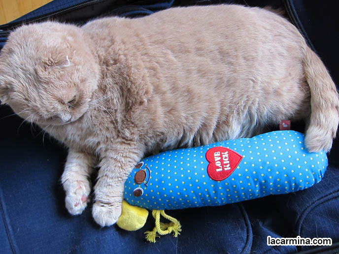 MOUSE-SHAPED PILLOW FOR CATS, CUTE JAPANESE PET TOYS, KITTEN CUDDLING STUFFED MOUSE. CUTE TEDDY BEAR CAT, CLOSE-UP PHOTO OF SCOTTISH FOLD CAT LICKING FACE, CLEANING BODY. CELEBRITY CAT BASIL FARROW, SCOTTISH FOLD KITTENS NOT FOR SALE, SCOTTISH FOLD RESCUE. cutest scottish fold kittens and cats, スコティッシュフォールド, 猫