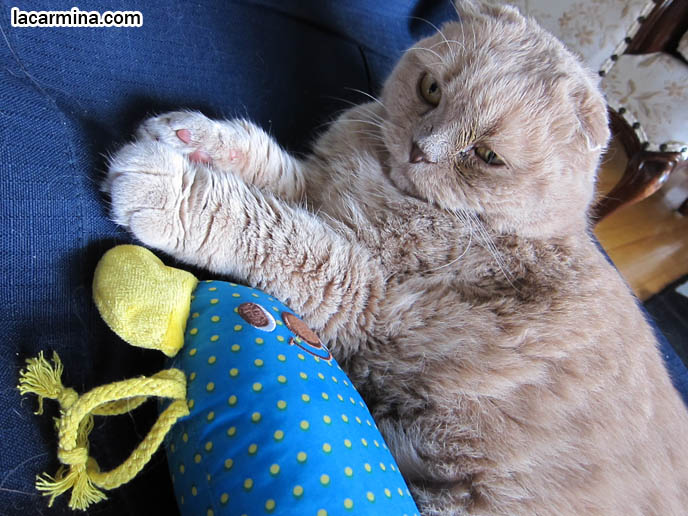 MOUSE-SHAPED PILLOW FOR CATS, CUTE JAPANESE PET TOYS, KITTEN CUDDLING STUFFED MOUSE. CUTE TEDDY BEAR CAT, CLOSE-UP PHOTO OF SCOTTISH FOLD CAT LICKING FACE, CLEANING BODY. CELEBRITY CAT BASIL FARROW, SCOTTISH FOLD KITTENS NOT FOR SALE, SCOTTISH FOLD RESCUE. cutest scottish fold kittens and cats, スコティッシュフォールド, 猫
