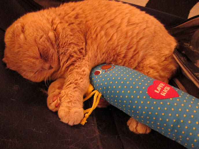 MOUSE-SHAPED PILLOW FOR CATS, CUTE JAPANESE PET TOYS, KITTEN CUDDLING STUFFED MOUSE. CUTE TEDDY BEAR CAT, CLOSE-UP PHOTO OF SCOTTISH FOLD CAT LICKING FACE, CLEANING BODY. CELEBRITY CAT BASIL FARROW, SCOTTISH FOLD KITTENS NOT FOR SALE, SCOTTISH FOLD RESCUE. cutest scottish fold kittens and cats, スコティッシュフォールド, 猫