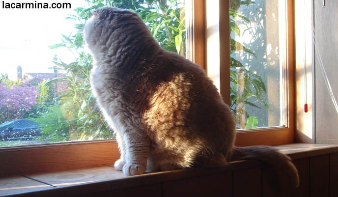 BEAUTIFUL PUREBRED CAT, LONG-HAIRED SCOTTISH FOLD CREAM COLORED FUR, CAT SHOW WINNER. MUNCHKIN SCOTTISH FOLDS, TEDDY BEAR CAT, CLOSE-UP PHOTO OF SCOTTISH FOLD CAT AT WINDOW. CELEBRITY CAT BASIL FARROW, SCOTTISH FOLD KITTENS NOT FOR SALE, SCOTTISH FOLD RESCUE. cutest scottish fold kittens and cats, スコティッシュフォールド, 猫