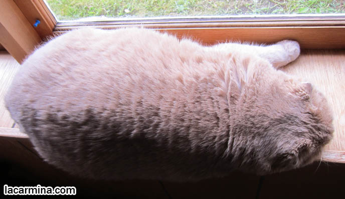 BEAUTIFUL PUREBRED CAT, LONG-HAIRED SCOTTISH FOLD CREAM COLORED FUR, CAT SHOW WINNER. MUNCHKIN SCOTTISH FOLDS, TEDDY BEAR CAT, CLOSE-UP PHOTO OF SCOTTISH FOLD CAT AT WINDOW. CELEBRITY CAT BASIL FARROW, SCOTTISH FOLD KITTENS NOT FOR SALE, SCOTTISH FOLD RESCUE. cutest scottish fold kittens and cats, スコティッシュフォールド, 猫