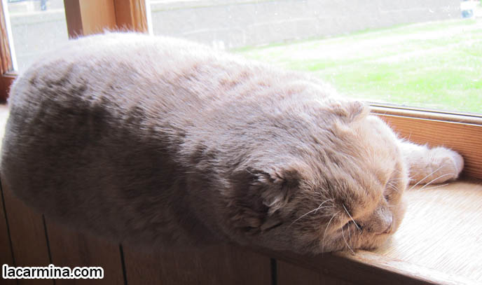 BEAUTIFUL PUREBRED CAT, LONG-HAIRED SCOTTISH FOLD CREAM COLORED FUR, CAT SHOW WINNER. MUNCHKIN SCOTTISH FOLDS, TEDDY BEAR CAT, CLOSE-UP PHOTO OF SCOTTISH FOLD CAT AT WINDOW. CELEBRITY CAT BASIL FARROW, SCOTTISH FOLD KITTENS NOT FOR SALE, SCOTTISH FOLD RESCUE. cutest scottish fold kittens and cats, スコティッシュフォールド, 猫
