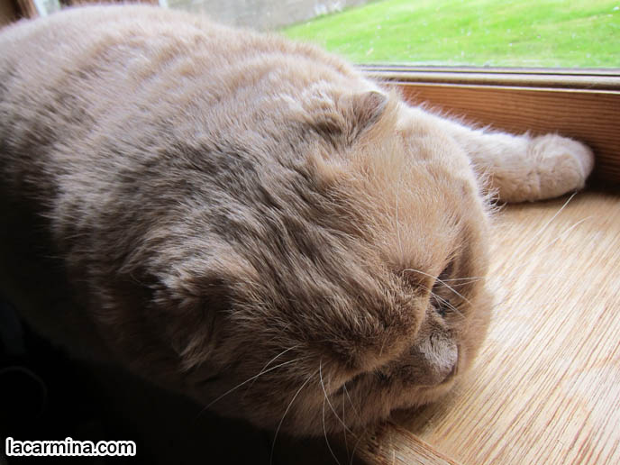 BEAUTIFUL PUREBRED CAT, LONG-HAIRED SCOTTISH FOLD CREAM COLORED FUR, CAT SHOW WINNER. MUNCHKIN SCOTTISH FOLDS, TEDDY BEAR CAT, CLOSE-UP PHOTO OF SCOTTISH FOLD CAT AT WINDOW. CELEBRITY CAT BASIL FARROW, SCOTTISH FOLD KITTENS NOT FOR SALE, SCOTTISH FOLD RESCUE. cutest scottish fold kittens and cats, スコティッシュフォールド, 猫