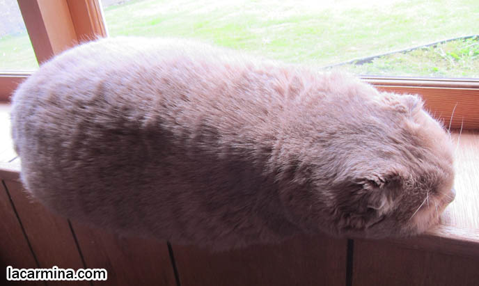 BEAUTIFUL PUREBRED CAT, LONG-HAIRED SCOTTISH FOLD CREAM COLORED FUR, CAT SHOW WINNER. MUNCHKIN SCOTTISH FOLDS, TEDDY BEAR CAT, CLOSE-UP PHOTO OF SCOTTISH FOLD CAT AT WINDOW. CELEBRITY CAT BASIL FARROW, SCOTTISH FOLD KITTENS NOT FOR SALE, SCOTTISH FOLD RESCUE. cutest scottish fold kittens and cats, スコティッシュフォールド, 猫