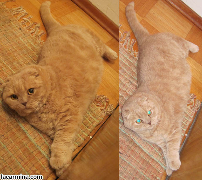 SCOTTISH FOLD CAT GUARDING THE HOUSE, SECURITY GUARD CATS. KEEPING THE HOUSE SAFE FOR PETS, PET DOORS. CUTEST SCOTTISH FOLD CATS, cute baby kitten scottish folds, munchkin fold eared PET CAT PHOTOS, lolcat, i can haz cheezburger, STUFF ON MY CAT, スコティッシュフォールド, 猫