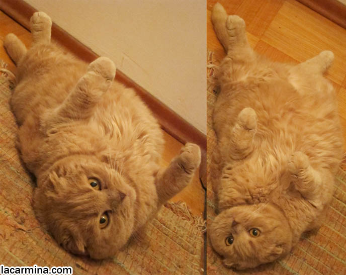 SCOTTISH FOLD CAT GUARDING THE HOUSE, SECURITY GUARD CATS. KEEPING THE HOUSE SAFE FOR PETS, PET DOORS. CUTEST SCOTTISH FOLD CATS, cute baby kitten scottish folds, munchkin fold eared PET CAT PHOTOS, lolcat, i can haz cheezburger, STUFF ON MY CAT, スコティッシュフォールド, 猫