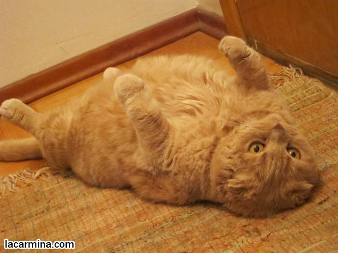 SCOTTISH FOLD CAT GUARDING THE HOUSE, SECURITY GUARD CATS. KEEPING THE HOUSE SAFE FOR PETS, PET DOORS. CUTEST SCOTTISH FOLD CATS, cute baby kitten scottish folds, munchkin fold eared PET CAT PHOTOS, lolcat, i can haz cheezburger, STUFF ON MY CAT, スコティッシュフォールド, 猫
