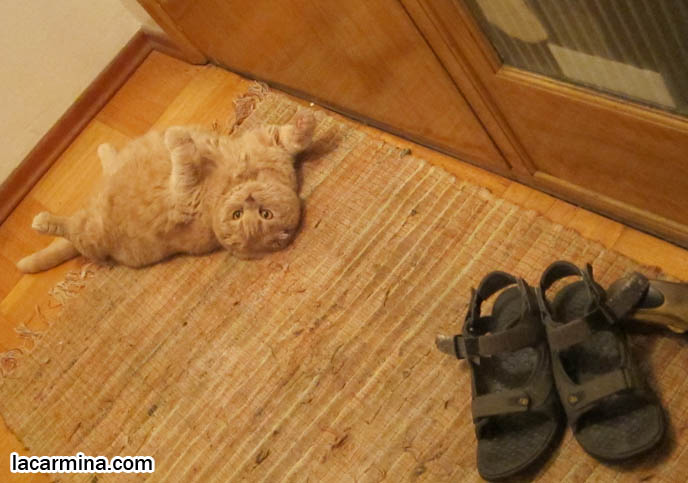 SCOTTISH FOLD CAT GUARDING THE HOUSE, SECURITY GUARD CATS. KEEPING THE HOUSE SAFE FOR PETS, PET DOORS. CUTEST SCOTTISH FOLD CATS, cute baby kitten scottish folds, munchkin fold eared PET CAT PHOTOS, lolcat, i can haz cheezburger, STUFF ON MY CAT, スコティッシュフォールド, 猫