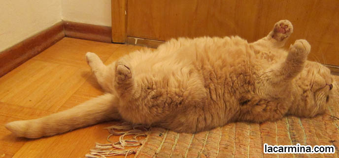 PET SECURITY, PATROL CATS AND DOGS, PREVENTING BREAK-INS IN HOUSES WITH GUARD ANIMALS. SCOTTISH FOLD CAT GUARDING THE HOUSE, SECURITY GUARD CATS. KEEPING THE HOUSE SAFE FOR PETS, PET DOORS. CUTEST SCOTTISH FOLD CATS, cute baby kitten scottish folds, munchkin fold eared PET CAT PHOTOS, lolcat, i can haz cheezburger, STUFF ON MY CAT, スコティッシュフォールド, 猫