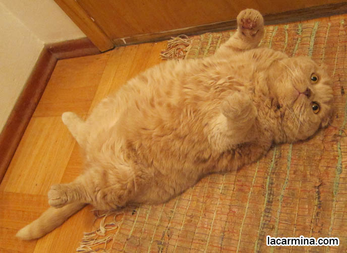 PET SECURITY, PATROL CATS AND DOGS, PREVENTING BREAK-INS IN HOUSES WITH GUARD ANIMALS. SCOTTISH FOLD CAT GUARDING THE HOUSE, SECURITY GUARD CATS. KEEPING THE HOUSE SAFE FOR PETS, PET DOORS. CUTEST SCOTTISH FOLD CATS, cute baby kitten scottish folds, munchkin fold eared PET CAT PHOTOS, lolcat, i can haz cheezburger, STUFF ON MY CAT, スコティッシュフォールド, 猫