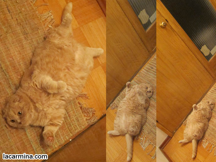 PET SECURITY, PATROL CATS AND DOGS, PREVENTING BREAK-INS IN HOUSES WITH GUARD ANIMALS. SCOTTISH FOLD CAT GUARDING THE HOUSE, SECURITY GUARD CATS. KEEPING THE HOUSE SAFE FOR PETS, PET DOORS. CUTEST SCOTTISH FOLD CATS, cute baby kitten scottish folds, munchkin fold eared PET CAT PHOTOS, lolcat, i can haz cheezburger, STUFF ON MY CAT, スコティッシュフォールド, 猫