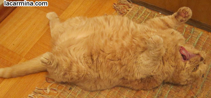 PET SECURITY, PATROL CATS AND DOGS, PREVENTING BREAK-INS IN HOUSES WITH GUARD ANIMALS. SCOTTISH FOLD CAT GUARDING THE HOUSE, SECURITY GUARD CATS. KEEPING THE HOUSE SAFE FOR PETS, PET DOORS. CUTEST SCOTTISH FOLD CATS, cute baby kitten scottish folds, munchkin fold eared PET CAT PHOTOS, lolcat, i can haz cheezburger, STUFF ON MY CAT, スコティッシュフォールド, 猫