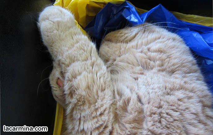 CUTEST SCOTTISH FOLD MUNCHKIN NAPPING ON COUCH, STRETCHING PAWS. LONG, THICK FUR & CATS SHEDDING SEASON. BABY CAT PHOTOS, CUTEST SCOTTISH FOLD CATS, cute baby kitten scottish folds, munchkin fold eared PET CAT PHOTOS, lolcat, i can haz cheezburger, STUFF ON MY CAT, スコティッシュフォールド, 猫