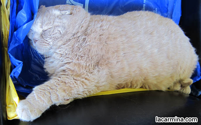 CUTEST SCOTTISH FOLD MUNCHKIN NAPPING ON COUCH, STRETCHING PAWS. LONG, THICK FUR & CATS SHEDDING SEASON. BABY CAT PHOTOS, CUTEST SCOTTISH FOLD CATS, cute baby kitten scottish folds, munchkin fold eared PET CAT PHOTOS, lolcat, i can haz cheezburger, STUFF ON MY CAT, スコティッシュフォールド, 猫