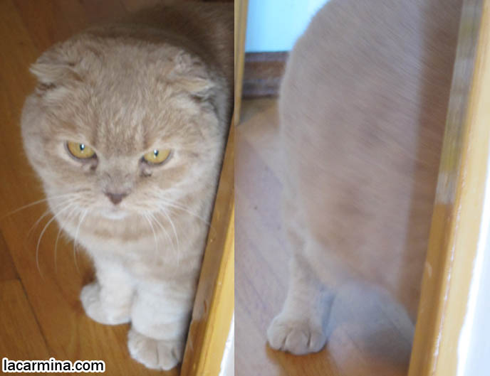 CAT PEERING INTO A ROOM, HALF A FACE HIDDEN BY DOOR. SHORT MUNCHKIN BREED OF CATS, TINY LEGS & PAWS. LONG, THICK FUR & CATS SHEDDING SEASON. BABY CAT PHOTOS, CUTEST SCOTTISH FOLD CATS, cute baby kitten scottish folds, munchkin fold eared PET CAT PHOTOS, lolcat, i can haz cheezburger, STUFF ON MY CAT, スコティッシュフォールド, 猫
