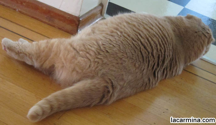 CAT SITTING POSTURES, SLEEPING POSITIONS. DISTINGUISHED SCOTTISH FOLD SHOW WINNER CAT WITH PAWS CROSSED. SHORT MUNCHKIN BREED OF CATS, TINY LEGS & PAWS. LONG, THICK FUR & CATS SHEDDING SEASON. BABY CAT PHOTOS, CUTEST SCOTTISH FOLD CATS, cute baby kitten scottish folds, munchkin fold eared PET CAT PHOTOS, スコティッシュフォールド, 猫