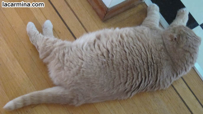 CAT SITTING POSTURES, SLEEPING POSITIONS. DISTINGUISHED SCOTTISH FOLD SHOW WINNER CAT WITH PAWS CROSSED. SHORT MUNCHKIN BREED OF CATS, TINY LEGS & PAWS. LONG, THICK FUR & CATS SHEDDING SEASON. BABY CAT PHOTOS, CUTEST SCOTTISH FOLD CATS, cute baby kitten scottish folds, munchkin fold eared PET CAT PHOTOS, スコティッシュフォールド, 猫
