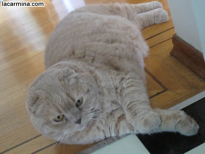 CAT SITTING POSTURES, SLEEPING POSITIONS. DISTINGUISHED SCOTTISH FOLD SHOW WINNER CAT WITH PAWS CROSSED. SHORT MUNCHKIN BREED OF CATS, TINY LEGS & PAWS. LONG, THICK FUR & CATS SHEDDING SEASON. BABY CAT PHOTOS, CUTEST SCOTTISH FOLD CATS, cute baby kitten scottish folds, munchkin fold eared PET CAT PHOTOS, スコティッシュフォールド, 猫