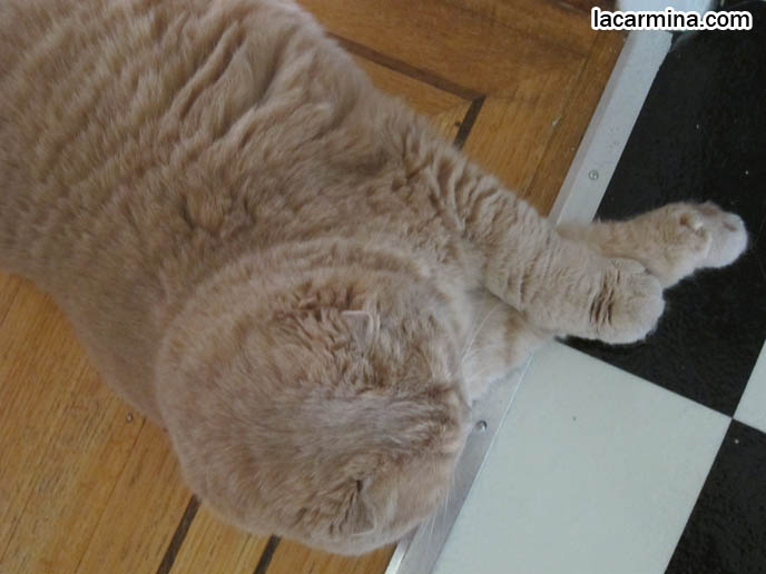 CAT SITTING POSTURES, SLEEPING POSITIONS. DISTINGUISHED SCOTTISH FOLD SHOW WINNER CAT WITH PAWS CROSSED. SHORT MUNCHKIN BREED OF CATS, TINY LEGS & PAWS. LONG, THICK FUR & CATS SHEDDING SEASON. BABY CAT PHOTOS, CUTEST SCOTTISH FOLD CATS, cute baby kitten scottish folds, munchkin fold eared PET CAT PHOTOS, スコティッシュフォールド, 猫