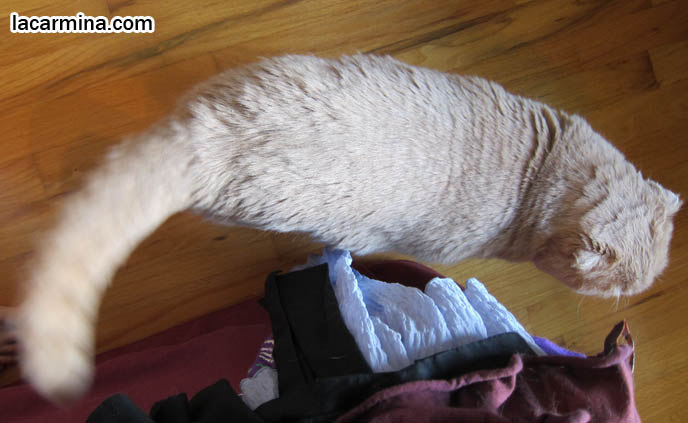 SKINNY CATS, SHORT-HAIRED BREEDS WITH LONG TAILS & NARROW BODIES. SCOTTISH FOLD BABY CAT PHOTOS, CUTEST PUREBRED RARE BREEDS OF CATS, FOLDED EARS GENE, DEFORMITY IN CATS, cute baby kitten scottish folds, munchkin fold eared PET CAT PHOTOS, スコティッシュフォールド, 猫