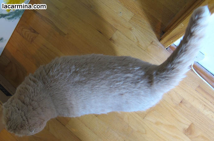 SKINNY CATS, SHORT-HAIRED BREEDS WITH LONG TAILS & NARROW BODIES. SCOTTISH FOLD BABY CAT PHOTOS, CUTEST PUREBRED RARE BREEDS OF CATS, FOLDED EARS GENE, DEFORMITY IN CATS, cute baby kitten scottish folds, munchkin fold eared PET CAT PHOTOS, スコティッシュフォールド, 猫