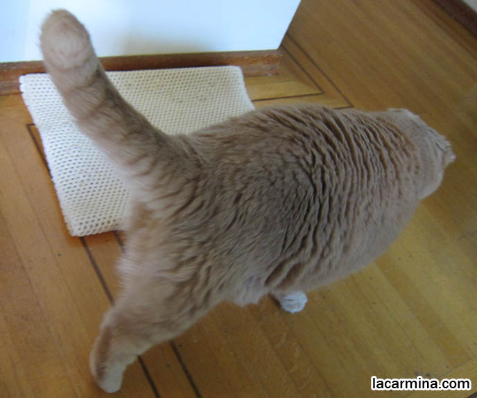 SKINNY CATS, SHORT-HAIRED BREEDS WITH LONG TAILS & NARROW BODIES. SCOTTISH FOLD BABY CAT PHOTOS, CUTEST PUREBRED RARE BREEDS OF CATS, FOLDED EARS GENE, DEFORMITY IN CATS, cute baby kitten scottish folds, munchkin fold eared PET CAT PHOTOS, スコティッシュフォールド, 猫