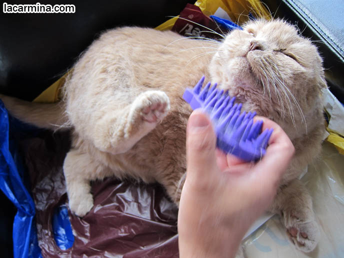 BRUSHING LONG HAIRED CATS, GROOMING PET SCOTTISH FOLD. TAKING CARE OF PET'S FUR COAT, REMOVING DEAD HAIR. SPOILED CELEBRITY CATS, SCOTTISH FOLD PUREBRED BREEDER. SCOTTISH FOLD BABY CAT PHOTOS, CUTEST PUREBRED RARE BREEDS OF CATS, FOLDED EARS GENE, GENETIC DEFORMITY IN CATS, cute baby kitten scottish folds, munchkin fold eared PET CAT PHOTOS,  スコティッシュフォールド, 猫
