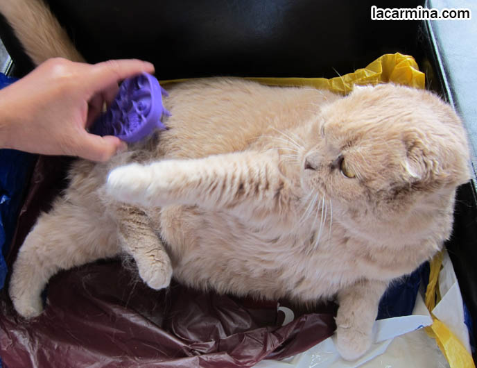 BRUSHING LONG HAIRED CATS, GROOMING PET SCOTTISH FOLD. TAKING CARE OF PET'S FUR COAT, REMOVING DEAD HAIR. SPOILED CELEBRITY CATS, SCOTTISH FOLD PUREBRED BREEDER. SCOTTISH FOLD BABY CAT PHOTOS, CUTEST PUREBRED RARE BREEDS OF CATS, FOLDED EARS GENE, GENETIC DEFORMITY IN CATS, cute baby kitten scottish folds, munchkin fold eared PET CAT PHOTOS,  スコティッシュフォールド, 猫