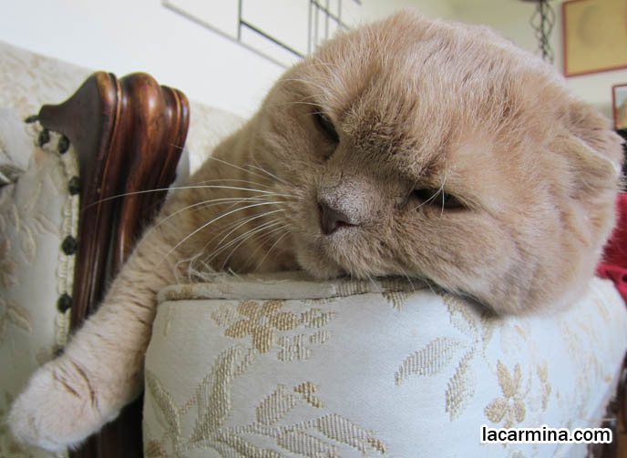 SLEEPY CAT, RESTING HEAD ON SOFA. CELEBRITY PET PHOTOS, FAMOUS FAT CATS. SPOILED CELEBRITY CATS, SCOTTISH FOLD PUREBRED BREEDER. SCOTTISH FOLD BABY CAT PHOTOS, CUTEST PUREBRED RARE BREEDS OF CATS, FOLDED EARS GENE, GENETIC DEFORMITY IN CATS, cute baby kitten scottish folds, munchkin fold eared PET CAT PHOTOS, スコティッシュフォールド, 猫
