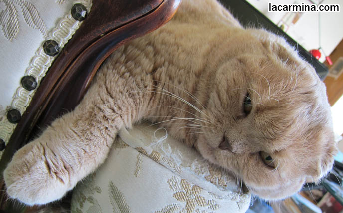 SLEEPY CAT, RESTING HEAD ON SOFA. CELEBRITY PET PHOTOS, FAMOUS FAT CATS. SPOILED CELEBRITY CATS, SCOTTISH FOLD PUREBRED BREEDER. SCOTTISH FOLD BABY CAT PHOTOS, CUTEST PUREBRED RARE BREEDS OF CATS, FOLDED EARS GENE, GENETIC DEFORMITY IN CATS, cute baby kitten scottish folds, munchkin fold eared PET CAT PHOTOS, スコティッシュフォールド, 猫