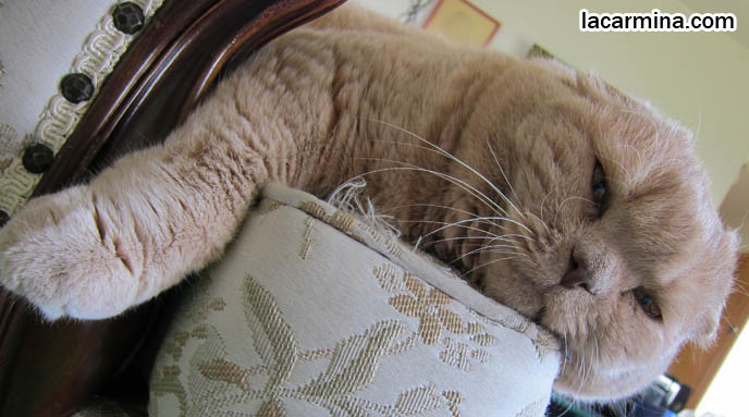 SLEEPY CAT, RESTING HEAD ON SOFA. CELEBRITY PET PHOTOS, FAMOUS FAT CATS. SPOILED CELEBRITY CATS, SCOTTISH FOLD PUREBRED BREEDER. SCOTTISH FOLD BABY CAT PHOTOS, CUTEST PUREBRED RARE BREEDS OF CATS, FOLDED EARS GENE, GENETIC DEFORMITY IN CATS, cute baby kitten scottish folds, munchkin fold eared PET CAT PHOTOS, スコティッシュフォールド, 猫