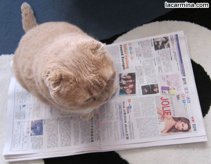 FAT CAT SITTING ON NEWSPAPER, LOLCAT. WHY DO CATS SIT ON BOOKS, MAGAZINES, INTERRUPT READING FOR ATTENTION. FUNNY CAT, CELEBRITY PET PHOTOS, FAMOUS FAT CATS. SPOILED CELEBRITY CATS, SCOTTISH FOLD PUREBRED BREEDER. SCOTTISH FOLD BABY CAT PHOTOS, CUTEST PUREBRED RARE BREEDS OF CATS, FOLDED EARS GENE, GENETIC DEFORMITY IN CATS HEALTH ISSUES, cute baby kitten scottish folds, munchkin fold eared PET CAT PHOTOS,  スコティッシュフォールド, 猫