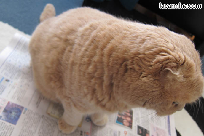 FAT CAT SITTING ON NEWSPAPER, LOLCAT. WHY DO CATS SIT ON BOOKS, MAGAZINES, INTERRUPT READING FOR ATTENTION. FUNNY CAT, CELEBRITY PET PHOTOS, FAMOUS FAT CATS. SPOILED CELEBRITY CATS, SCOTTISH FOLD PUREBRED BREEDER. SCOTTISH FOLD BABY CAT PHOTOS, CUTEST PUREBRED RARE BREEDS OF CATS, FOLDED EARS GENE, GENETIC DEFORMITY IN CATS HEALTH ISSUES, cute baby kitten scottish folds, munchkin fold eared PET CAT PHOTOS,  スコティッシュフォールド, 猫