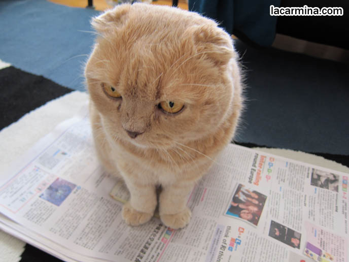 FAT CAT SITTING ON NEWSPAPER, LOLCAT. WHY DO CATS SIT ON BOOKS, MAGAZINES, INTERRUPT READING FOR ATTENTION. FUNNY CAT, CELEBRITY PET PHOTOS, FAMOUS FAT CATS. SPOILED CELEBRITY CATS, SCOTTISH FOLD PUREBRED BREEDER. SCOTTISH FOLD BABY CAT PHOTOS, CUTEST PUREBRED RARE BREEDS OF CATS, FOLDED EARS GENE, GENETIC DEFORMITY IN CATS HEALTH ISSUES, cute baby kitten scottish folds, munchkin fold eared PET CAT PHOTOS,  スコティッシュフォールド, 猫