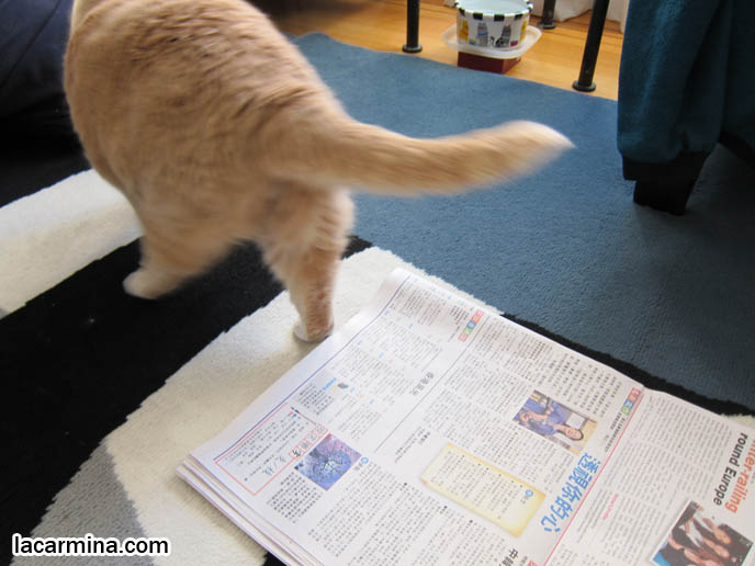 FAT CAT SITTING ON NEWSPAPER, LOLCAT. WHY DO CATS SIT ON BOOKS, MAGAZINES, INTERRUPT READING FOR ATTENTION. FUNNY CAT, CELEBRITY PET PHOTOS, FAMOUS FAT CATS. SPOILED CELEBRITY CATS, SCOTTISH FOLD PUREBRED BREEDER. SCOTTISH FOLD BABY CAT PHOTOS, CUTEST PUREBRED RARE BREEDS OF CATS, FOLDED EARS GENE, GENETIC DEFORMITY IN CATS HEALTH ISSUES, cute baby kitten scottish folds, munchkin fold eared PET CAT PHOTOS,  スコティッシュフォールド, 猫