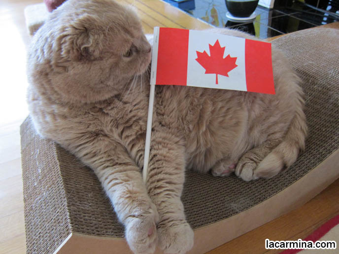 PATRIOTIC CAT HOLDING CANADIAN FLAG, PETS CELEBRATING CANADA DAY. FAT CAT SITTING, NEEDING ATTENTION. FUNNY CAT, CELEBRITY PET PHOTOS, FAMOUS FAT CATS. SPOILED CELEBRITY CATS, SCOTTISH FOLD PUREBRED BREEDER. SCOTTISH FOLD BABY CAT PHOTOS, CUTEST PUREBRED RARE BREEDS OF CATS, FOLDED EARS GENE, GENETIC DEFORMITY IN CATS HEALTH ISSUES, cute baby kitten scottish folds, munchkin fold eared PET CAT PHOTOS,  スコティッシュフォールド, 猫
