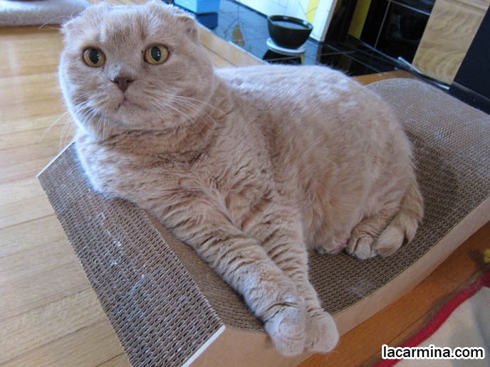 PATRIOTIC CAT HOLDING CANADIAN FLAG, PETS CELEBRATING CANADA DAY. FAT CAT SITTING, NEEDING ATTENTION. FUNNY CAT, CELEBRITY PET PHOTOS, FAMOUS FAT CATS. SPOILED CELEBRITY CATS, SCOTTISH FOLD PUREBRED BREEDER. SCOTTISH FOLD BABY CAT PHOTOS, CUTEST PUREBRED RARE BREEDS OF CATS, FOLDED EARS GENE, GENETIC DEFORMITY IN CATS HEALTH ISSUES, cute baby kitten scottish folds, munchkin fold eared PET CAT PHOTOS,  スコティッシュフォールド, 猫