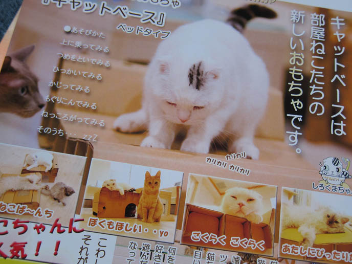 JAPANESE CAT MAGAZINES & BOOKS, WEIRD PET MAGAZINE IN TOKYO KINOKUNIYA BOOKSTORE. BABY SCOTTISH FOLD KITTENS. FUNNY CAT, CELEBRITY PET PHOTOS, FAMOUS FAT CATS. SPOILED CELEBRITY CATS, SCOTTISH FOLD PUREBRED BREEDER. SCOTTISH FOLD BABY CAT PHOTOS, CUTEST PUREBRED RARE BREEDS OF CATS, FOLDED EARS GENE, GENETIC DEFORMITY IN CATS HEALTH ISSUES, cute baby kitten scottish folds, munchkin fold eared PET CAT PHOTOS, スコティッシュフォールド, 猫