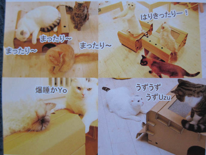 JAPANESE CAT MAGAZINES & BOOKS, WEIRD PET MAGAZINE IN TOKYO KINOKUNIYA BOOKSTORE. BABY SCOTTISH FOLD KITTENS. FUNNY CAT, CELEBRITY PET PHOTOS, FAMOUS FAT CATS. SPOILED CELEBRITY CATS, SCOTTISH FOLD PUREBRED BREEDER. SCOTTISH FOLD BABY CAT PHOTOS, CUTEST PUREBRED RARE BREEDS OF CATS, FOLDED EARS GENE, GENETIC DEFORMITY IN CATS HEALTH ISSUES, cute baby kitten scottish folds, munchkin fold eared PET CAT PHOTOS, スコティッシュフォールド, 猫