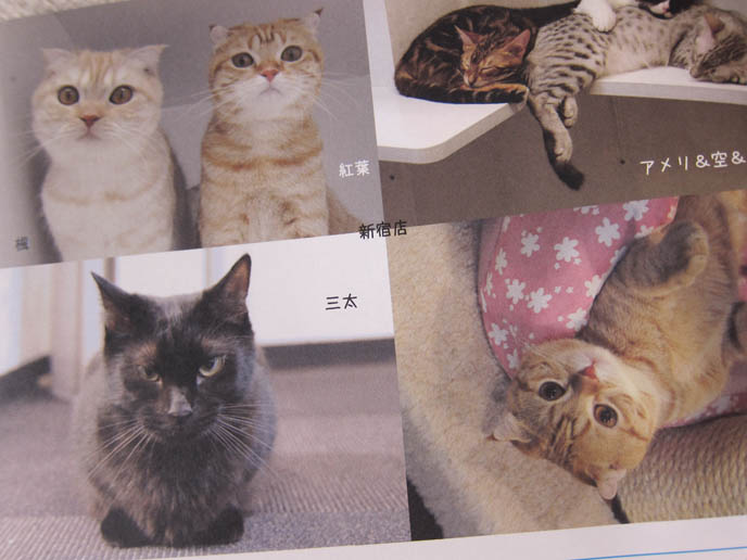 JAPANESE CAT MAGAZINES & BOOKS, WEIRD PET MAGAZINE IN TOKYO KINOKUNIYA BOOKSTORE. BABY SCOTTISH FOLD KITTENS. FUNNY CAT, CELEBRITY PET PHOTOS, FAMOUS FAT CATS. SPOILED CELEBRITY CATS, SCOTTISH FOLD PUREBRED BREEDER. SCOTTISH FOLD BABY CAT PHOTOS, CUTEST PUREBRED RARE BREEDS OF CATS, FOLDED EARS GENE, GENETIC DEFORMITY IN CATS HEALTH ISSUES, cute baby kitten scottish folds, munchkin fold eared PET CAT PHOTOS, スコティッシュフォールド, 猫