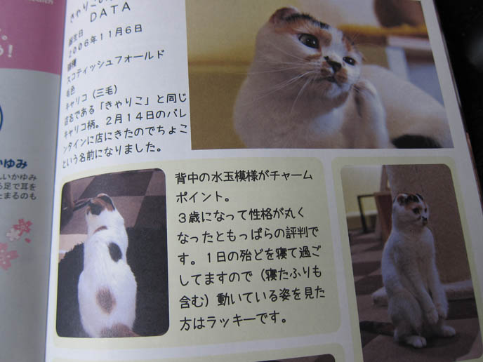 JAPANESE CAT MAGAZINES & BOOKS, WEIRD PET MAGAZINE IN TOKYO KINOKUNIYA BOOKSTORE. BABY SCOTTISH FOLD KITTENS. FUNNY CAT, CELEBRITY PET PHOTOS, FAMOUS FAT CATS. SPOILED CELEBRITY CATS, SCOTTISH FOLD PUREBRED BREEDER. SCOTTISH FOLD BABY CAT PHOTOS, CUTEST PUREBRED RARE BREEDS OF CATS, FOLDED EARS GENE, GENETIC DEFORMITY IN CATS HEALTH ISSUES, cute baby kitten scottish folds, munchkin fold eared PET CAT PHOTOS, スコティッシュフォールド, 猫