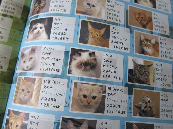 JAPANESE CAT MAGAZINES & BOOKS, WEIRD PET MAGAZINE IN TOKYO KINOKUNIYA BOOKSTORE. BABY SCOTTISH FOLD KITTENS. FUNNY CAT, CELEBRITY PET PHOTOS, FAMOUS FAT CATS. SPOILED CELEBRITY CATS, SCOTTISH FOLD PUREBRED BREEDER. SCOTTISH FOLD BABY CAT PHOTOS, CUTEST PUREBRED RARE BREEDS OF CATS, FOLDED EARS GENE, GENETIC DEFORMITY IN CATS HEALTH ISSUES, cute baby kitten scottish folds, munchkin fold eared PET CAT PHOTOS, スコティッシュフォールド, 猫