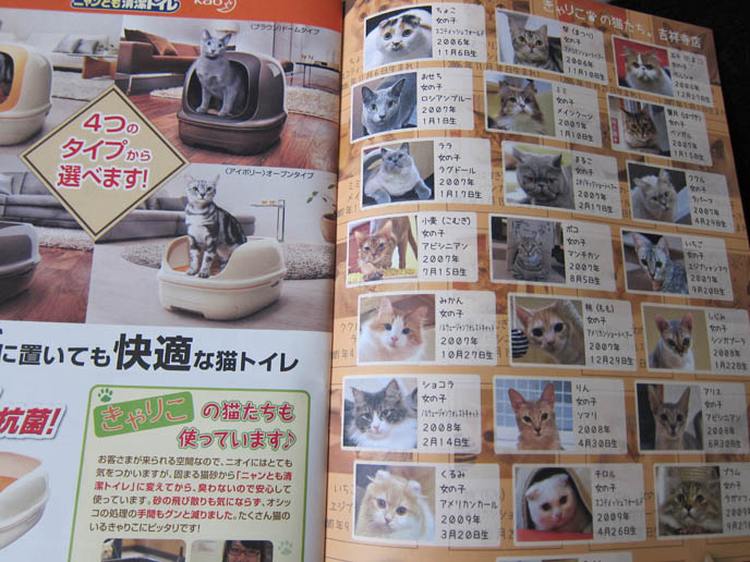 JAPANESE CAT MAGAZINES & BOOKS, WEIRD PET MAGAZINE IN TOKYO KINOKUNIYA BOOKSTORE. BABY SCOTTISH FOLD KITTENS. FUNNY CAT, CELEBRITY PET PHOTOS, FAMOUS FAT CATS. SPOILED CELEBRITY CATS, SCOTTISH FOLD PUREBRED BREEDER. SCOTTISH FOLD BABY CAT PHOTOS, CUTEST PUREBRED RARE BREEDS OF CATS, FOLDED EARS GENE, GENETIC DEFORMITY IN CATS HEALTH ISSUES, cute baby kitten scottish folds, munchkin fold eared PET CAT PHOTOS, スコティッシュフォールド, 猫