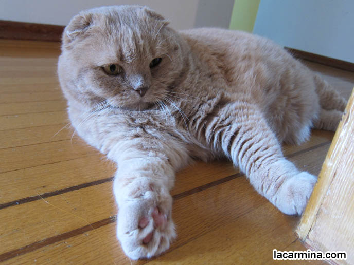 MUNCHKIN SCOTTISH FOLD CATS, RARE SHORT LEG BREED OF CAT. CARING FOR MUNCHKINS WITH TINY PAWS. SCOTTISH FOLD BREEDER. SCOTTISH FOLD BABY CAT PHOTOS, CUTEST PUREBRED RARE BREEDS OF CATS, FOLDED EARS GENE, GENETIC DEFORMITY IN CATS HEALTH ISSUES, cute baby kitten scottish folds, munchkin fold eared PET CAT PHOTOS,  スコティッシュフォールド, 猫
