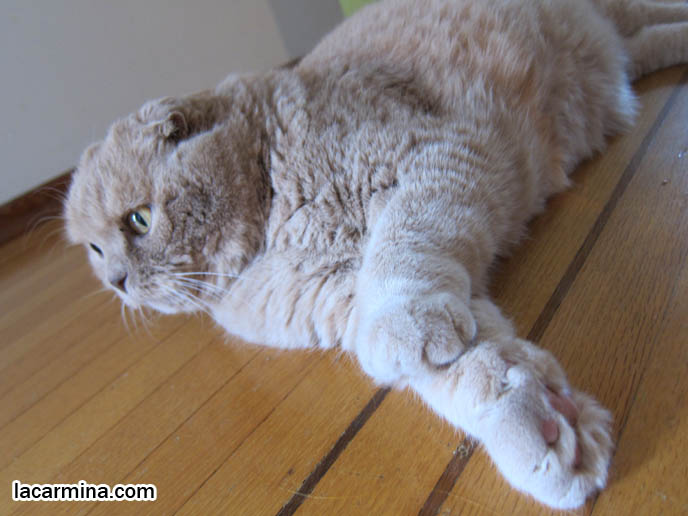 MUNCHKIN SCOTTISH FOLD CATS, RARE SHORT LEG BREED OF CAT. CARING FOR MUNCHKINS WITH TINY PAWS. SCOTTISH FOLD BREEDER. SCOTTISH FOLD BABY CAT PHOTOS, CUTEST PUREBRED RARE BREEDS OF CATS, FOLDED EARS GENE, GENETIC DEFORMITY IN CATS HEALTH ISSUES, cute baby kitten scottish folds, munchkin fold eared PET CAT PHOTOS,  スコティッシュフォールド, 猫