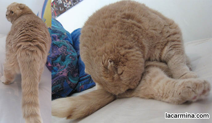 MUNCHKIN SCOTTISH FOLD CATS, RARE SHORT LEG BREED OF CAT. CARING FOR MUNCHKINS WITH TINY PAWS. SCOTTISH FOLD BREEDER. SCOTTISH FOLD BABY CAT PHOTOS, CUTEST PUREBRED RARE BREEDS OF CATS, FOLDED EARS GENE, GENETIC DEFORMITY IN CATS HEALTH ISSUES, cute baby kitten scottish folds, munchkin fold eared PET CAT PHOTOS,  スコティッシュフォールド, 猫