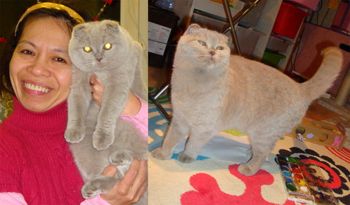 BABY LILIC GREY SCOTTISH FOLD KITTEN FROM GERMANY. WHERE TO FIND CUTE, PUREBRED FOLDS IN EUROPE. BABY SCOTTISH FOLD CATS, PET CAT PHOTOS AND OWNER, STUFF ON MY CAT, CATS DRINKING FOUNTAINS, ADORABLE cutest scottish fold kittens and cats, スコティッシュフォールド, 猫