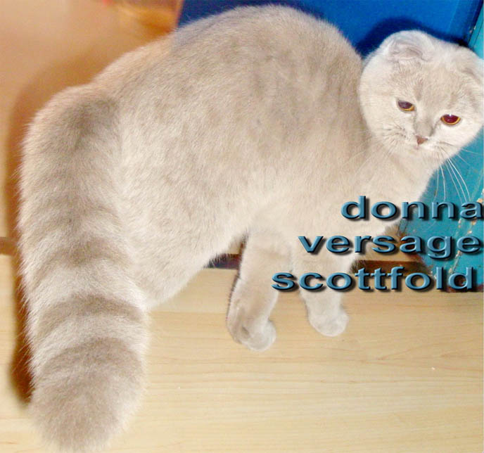 BABY LILIC GREY SCOTTISH FOLD KITTEN FROM GERMANY. WHERE TO FIND CUTE, PUREBRED FOLDS IN EUROPE. BABY SCOTTISH FOLD CATS, PET CAT PHOTOS AND OWNER, STUFF ON MY CAT, CATS DRINKING FOUNTAINS, ADORABLE cutest scottish fold kittens and cats, スコティッシュフォールド, 猫